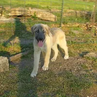 AKC- ERIC, a male Anatolian Shepherd Dog for sale in Yellville, AR – 8 of 10