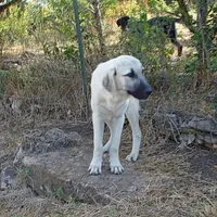 AKC- TESSIE, a female Anatolian Shepherd Dog for sale in Yellville, AR – Photo 3 of 10