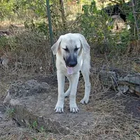 AKC- TESSIE, a female Anatolian Shepherd Dog for sale in Yellville, AR – Photo 1 of 10