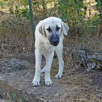 AKC- TESSIE, a female Anatolian Shepherd Dog for sale in Yellville, AR – Photo 4 of 10