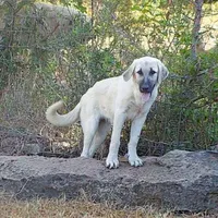 AKC- TESSIE, a female Anatolian Shepherd Dog for sale in Yellville, AR – Photo 9 of 10