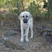 AKC- TESSIE, a female Anatolian Shepherd Dog for sale in Yellville, AR – Photo 2 of 10
