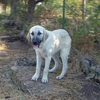 AKC- TESSIE, a female Anatolian Shepherd Dog for sale in Yellville, AR – Photo 7 of 10