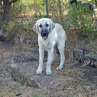 AKC- TESSIE, a female Anatolian Shepherd Dog for sale in Yellville, AR – Photo 6 of 10