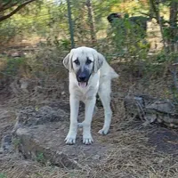 AKC- TESSIE, a female Anatolian Shepherd Dog for sale in Yellville, AR – Photo 5 of 10