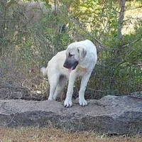 AKC- TESSIE, a female Anatolian Shepherd Dog for sale in Yellville, AR – Photo 10 of 10