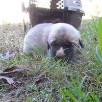 AKC- BARON, a male Anatolian Shepherd Dog for sale in Yellville, AR – 1 of 8