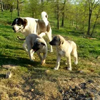 AKC- ERIC, a male Anatolian Shepherd Dog for sale in Yellville, AR – 3 of 10