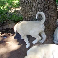 AKC- CLUTCH, a male Anatolian Shepherd Dog for sale in Yellville, AR – 5 of 10