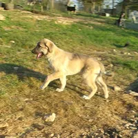 AKC- ERIC, a male Anatolian Shepherd Dog for sale in Yellville, AR – 7 of 10