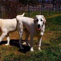 AKC- DONNY, a male Anatolian Shepherd Dog for sale in Yellville, AR – Photo 3 of 10