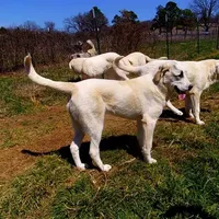 AKC- DONNY, a male Anatolian Shepherd Dog for sale in Yellville, AR – Photo 6 of 10