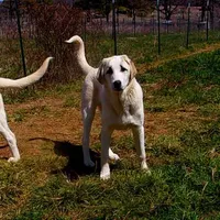 AKC- DONNY, a male Anatolian Shepherd Dog for sale in Yellville, AR – Photo 4 of 10