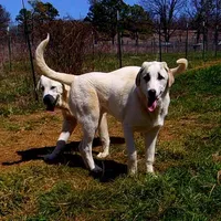 AKC- DONNY, a male Anatolian Shepherd Dog for sale in Yellville, AR – Photo 2 of 10