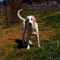 AKC- DONNY, a male Anatolian Shepherd Dog for sale in Yellville, AR – Photo 1 of 10