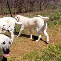 AKC- DONNY, a male Anatolian Shepherd Dog for sale in Yellville, AR – Photo 10 of 10