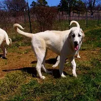 AKC- DONNY, a male Anatolian Shepherd Dog for sale in Yellville, AR – Photo 9 of 10