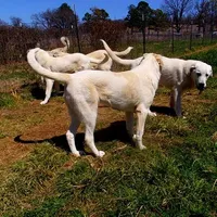 processed/d84e202c-e884-4039-9df9-750e26392802/listing/9c0febf1-cc61-4343-a7ca-6ffcac4ad8c2/dafee232-9a46-47ea-82f6-dc9b5a59cadb