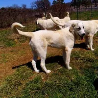 AKC- DONNY, a male Anatolian Shepherd Dog for sale in Yellville, AR – Photo 5 of 10