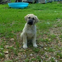 AKC- GOLDIE, a female Anatolian Shepherd Dog for sale in Yellville, AR – 9 of 10