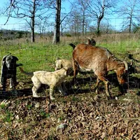 AKC- APOLLO, a male Anatolian Shepherd Dog for sale in Yellville, AR – 3 of 8