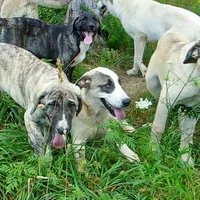AKC- MIKAELA, a female Anatolian Shepherd Dog for sale in Yellville, AR – 5 of 10
