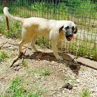 AKC Gretel , a female Anatolian Shepherd Dog for sale in Yellville, AR – 5 of 10
