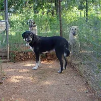 AKC- OMEGA, a female Anatolian Shepherd Dog for sale in Yellville, AR – 10 of 10