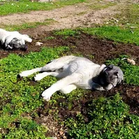 AKC- ISRAEL, a male Anatolian Shepherd Dog for sale in Yellville, AR – Photo 7 of 10