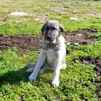 AKC- ISRAEL, a male Anatolian Shepherd Dog for sale in Yellville, AR – Photo 3 of 10