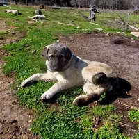 AKC- ISRAEL, a male Anatolian Shepherd Dog for sale in Yellville, AR – Photo 8 of 10