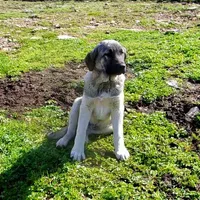 AKC- ISRAEL, a male Anatolian Shepherd Dog for sale in Yellville, AR – Photo 1 of 10