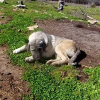 AKC- ISRAEL, a male Anatolian Shepherd Dog for sale in Yellville, AR – Photo 9 of 10