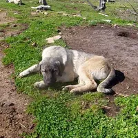 AKC- ISRAEL, a male Anatolian Shepherd Dog for sale in Yellville, AR – Photo 10 of 10