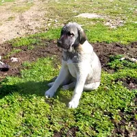 AKC- ISRAEL, a male Anatolian Shepherd Dog for sale in Yellville, AR – Photo 4 of 10