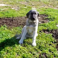 AKC- ISRAEL, a male Anatolian Shepherd Dog for sale in Yellville, AR – Photo 2 of 10