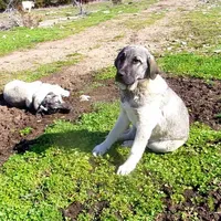 AKC- ISRAEL, a male Anatolian Shepherd Dog for sale in Yellville, AR – Photo 5 of 10