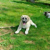 AKC- CHLOE, a female Anatolian Shepherd Dog for sale in Yellville, AR – 9 of 10