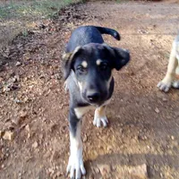 AKC- MARTA, a female Anatolian Shepherd Dog for sale in Yellville, AR – Photo 7 of 8