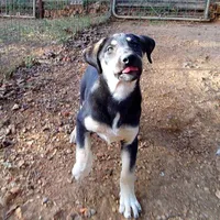 AKC- MARTA, a female Anatolian Shepherd Dog for sale in Yellville, AR – Photo 8 of 8