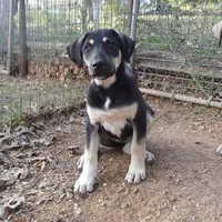 AKC- MARTA, a female Anatolian Shepherd Dog for sale in Yellville, AR – Photo 1 of 8