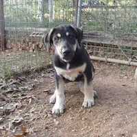 AKC- MARTA, a female Anatolian Shepherd Dog for sale in Yellville, AR – Photo 6 of 8
