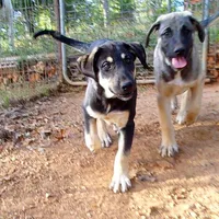 AKC- MARTA, a female Anatolian Shepherd Dog for sale in Yellville, AR – Photo 3 of 8