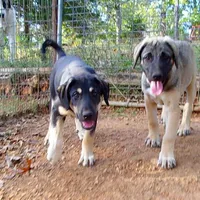 AKC- MARTA, a female Anatolian Shepherd Dog for sale in Yellville, AR – Photo 2 of 8