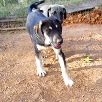 AKC- MARTA, a female Anatolian Shepherd Dog for sale in Yellville, AR – Photo 4 of 8