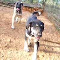 AKC- MARTA, a female Anatolian Shepherd Dog for sale in Yellville, AR – Photo 5 of 8