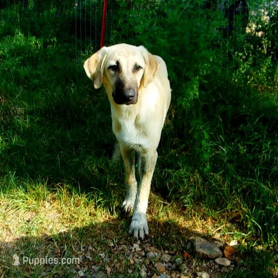 AKC- WYATT – Anatolian Shepherd Dog puppy for sale in Yellville, AR