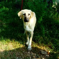 AKC- WYATT, a male Anatolian Shepherd Dog for sale in Yellville, AR – 1 of 9