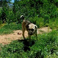 AKC- DENALI, a female Anatolian Shepherd Dog for sale in Yellville, AR – 7 of 9