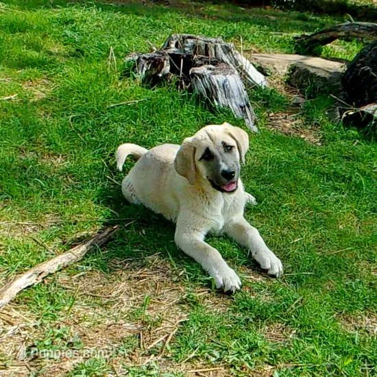 AKC- CHLOE – Anatolian Shepherd Dog puppy for sale in Yellville, AR